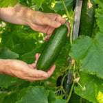 Cucumber Plant 'mini Munch' – Compact, High-yield (rhs Agm) Jumbo Plugs | Set of 6 | Green
