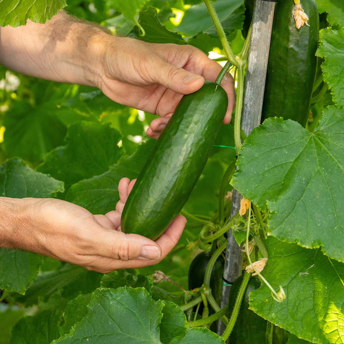 Cucumber Plant 'mini Munch' – Compact, High-yield (rhs Agm) Jumbo Plugs | Set of 6 | Green