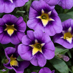 Calibrachoa 'caberet Special Bumble Bee Blue' Trailing Plug Plant | 6 x Plug Plants | Blue