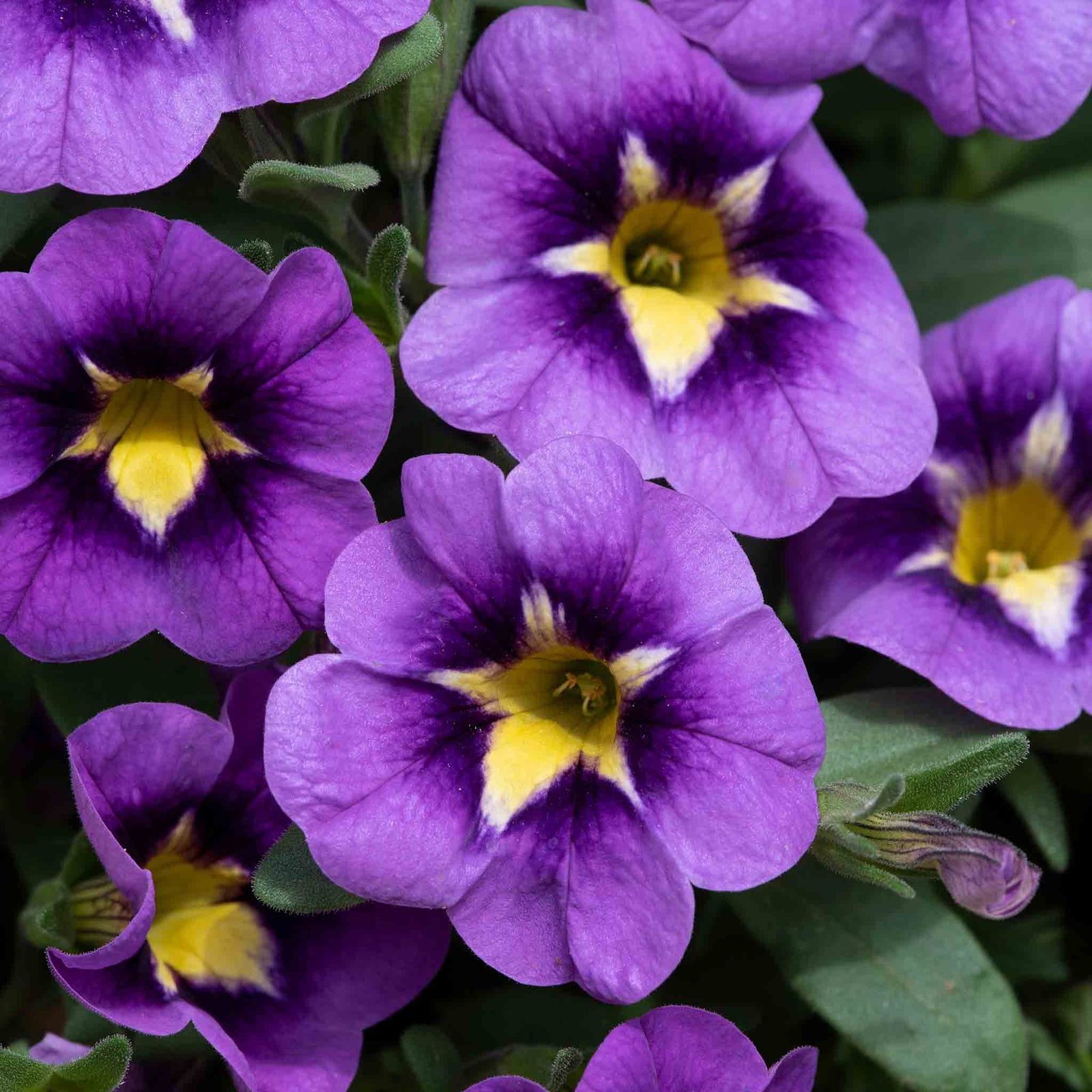 Calibrachoa 'caberet Special Bumble Bee Blue' Trailing Plug Plant | 6 x Plug Plants | Blue