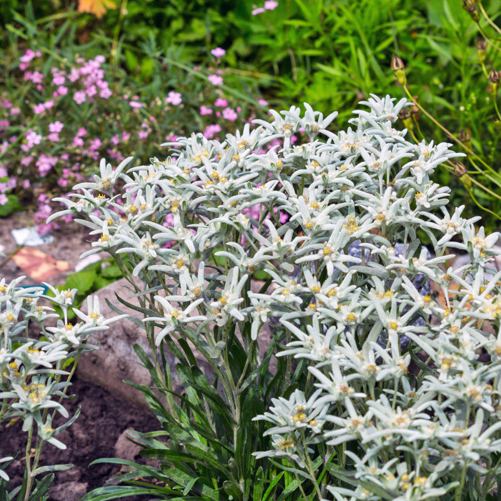Edelweiss - Leontopodium Alpinum Blossom Of Snow - 9cm Pots | 3 x 9cm | Classic White