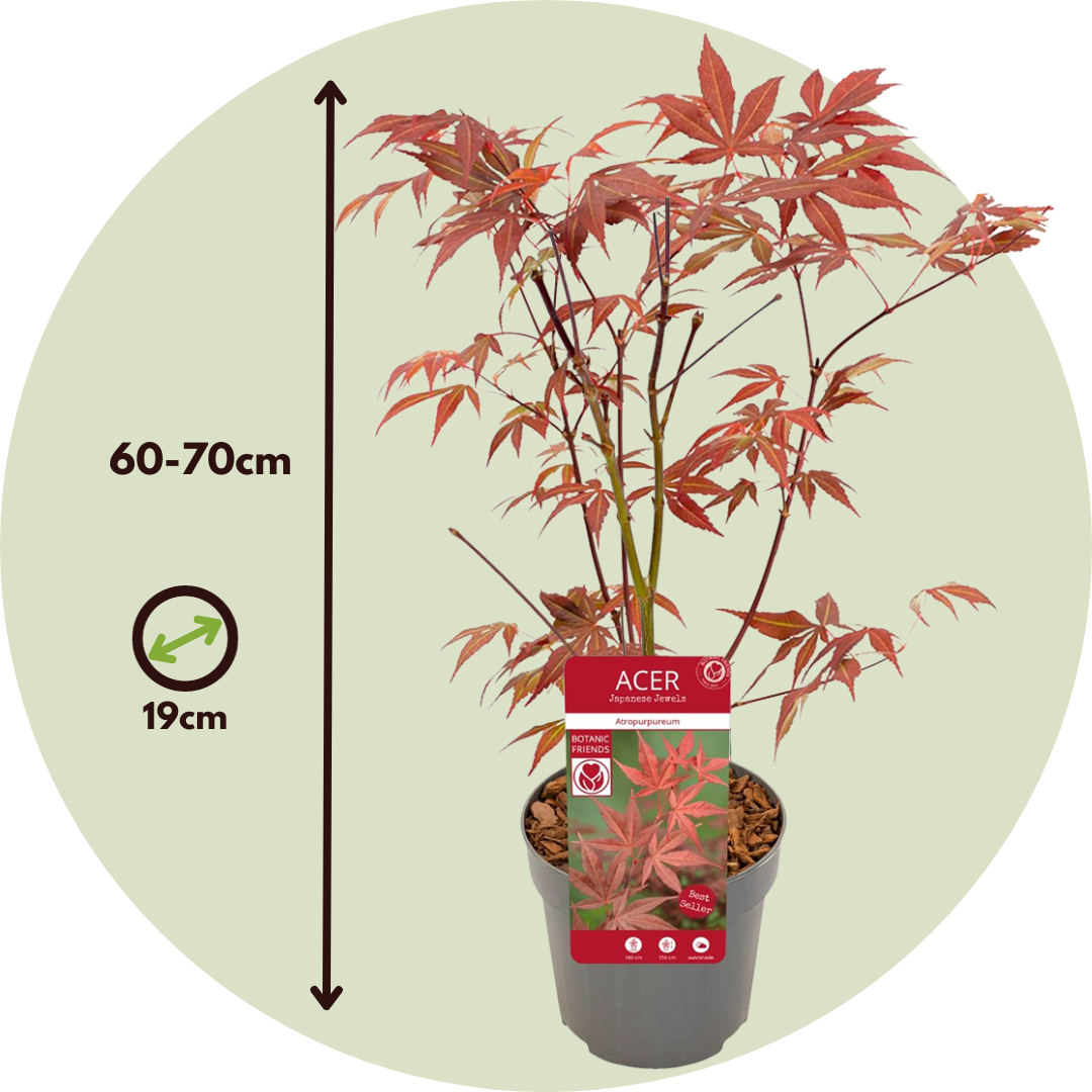 Japanese Maple - Acer Palmatum 'Atropurpureum' - Height 60-70cm - ⌀19cm | Set-of-1 | Red