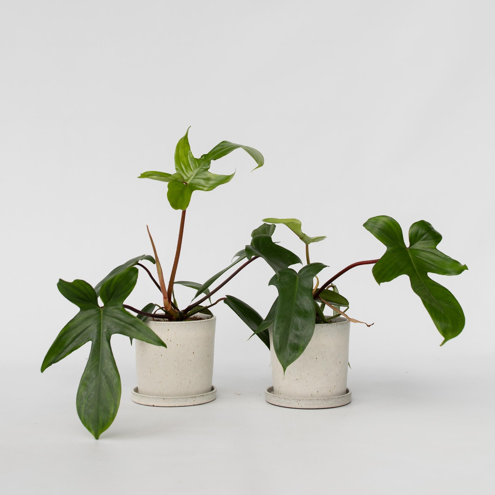 Sweetheart Plant - 2 Pcs. - Philodendron 'florida Green' - H20-30cm - ⌀12cm | Set of 2 | Green