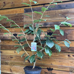 Witchhazel Hamamelis Ruby Glow Shrub Plant 2.5-3ft Extra Large In A 7.5 Litre Pot
