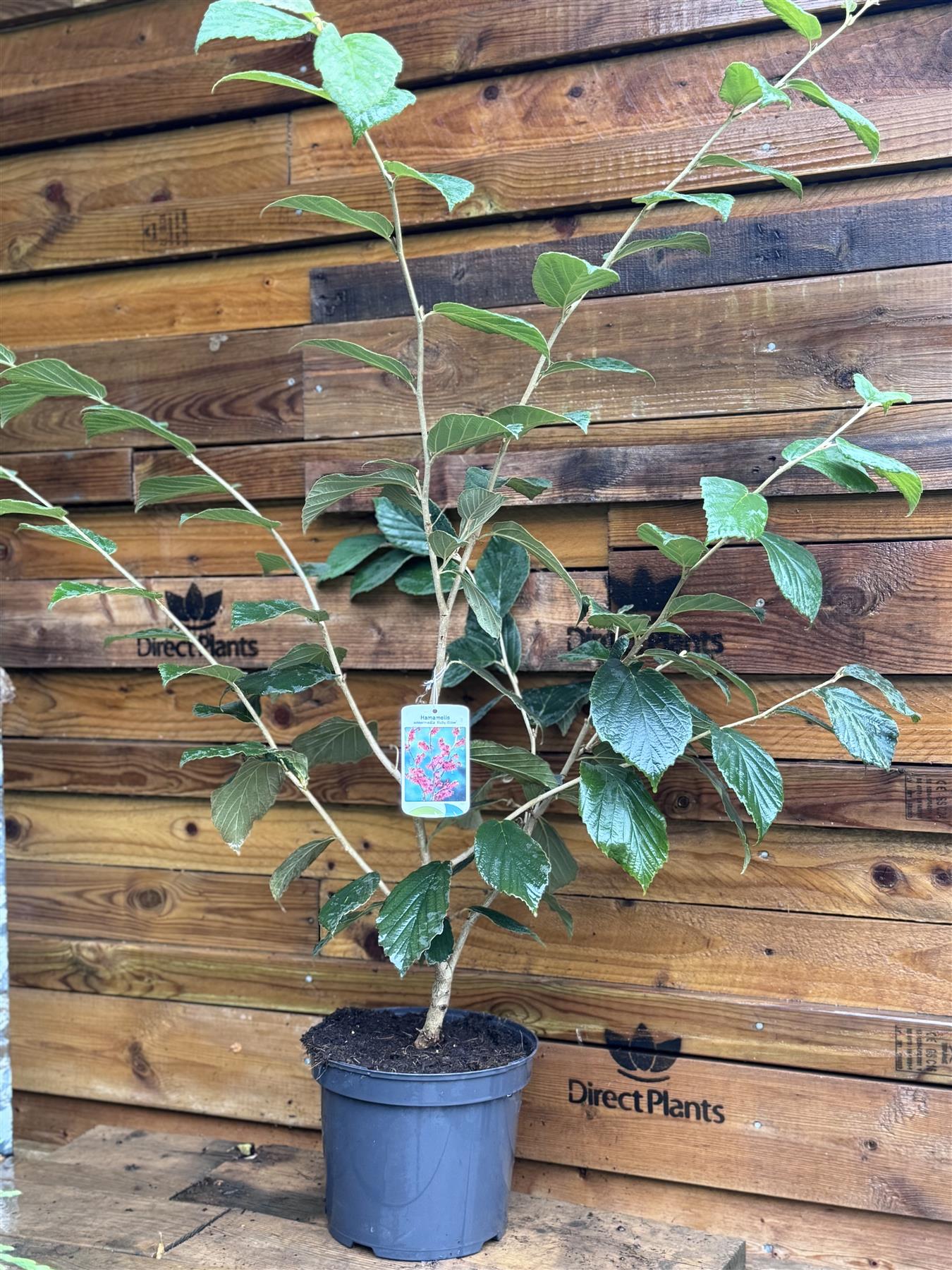 Witchhazel Hamamelis Ruby Glow Shrub Plant 2.5-3ft Extra Large In A 7.5 Litre Pot