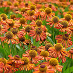 Hayloft Helenium Loysder Wieck - 3 x 9cm Pots