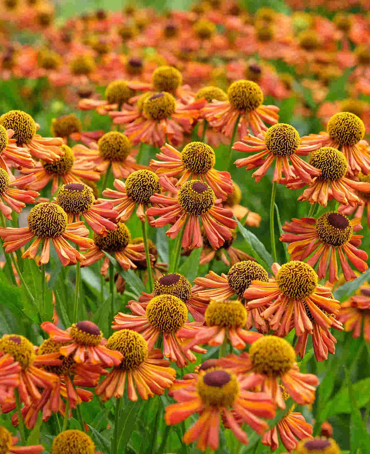 Hayloft Helenium Loysder Wieck - 3 x 9cm Pots
