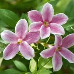 Jasminum 'starry Starry Summer Scent' Climbing Jasmine | 1 x 3L | Pink