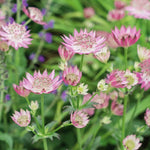Astrantia 'roma' - Deep Pink Pincushion Perennial | 1 x 9cm | Pink