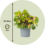 Bloodleaf Plant - Iresine Herbstii - Height 20-30cm - ⌀13cm | Set-of-1 | Yellow