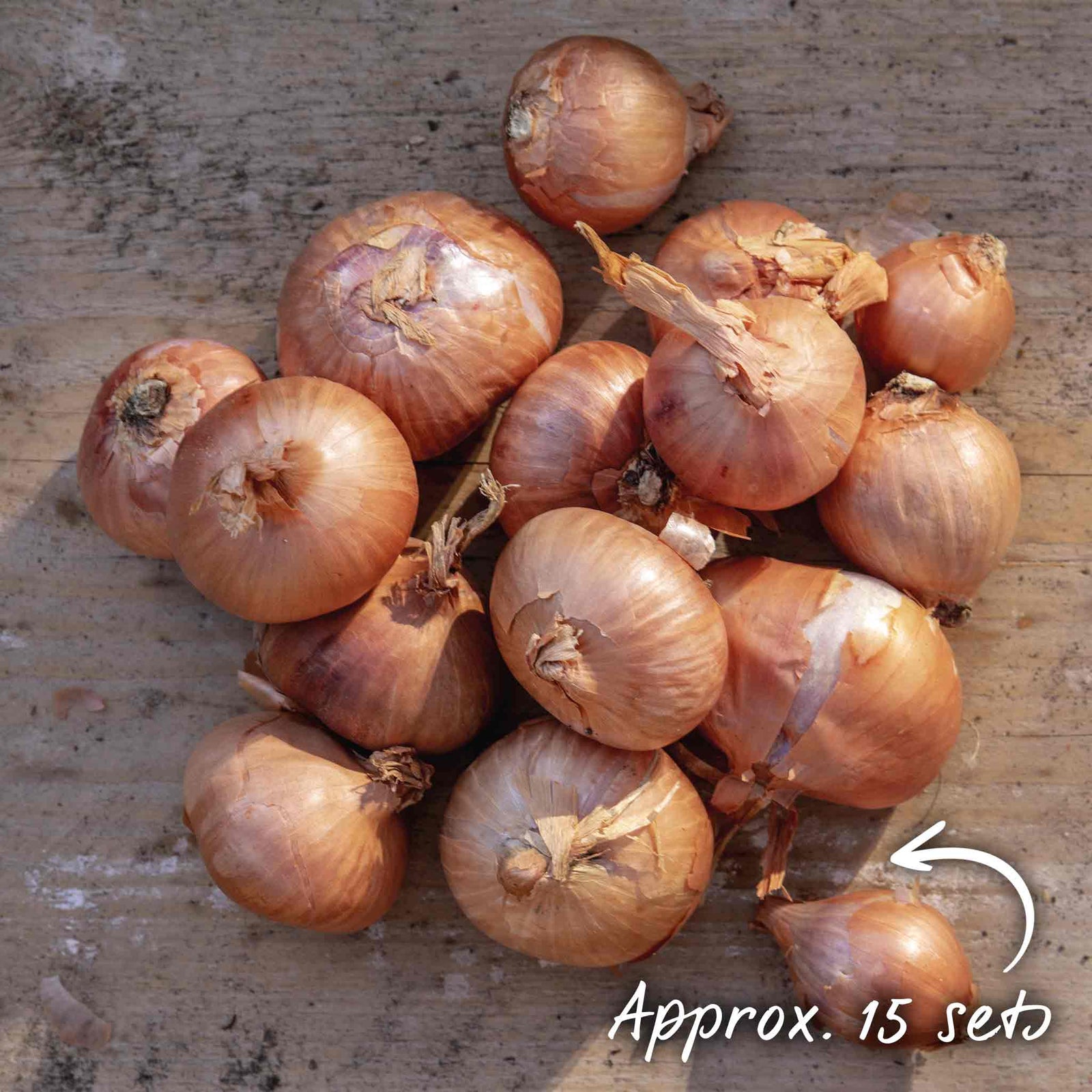 Shallot Sets Red Sun Sets | Set of 15