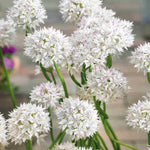 Allium Amplectens 'graceful Beauty' - Bulbs | 15 x Bulbs | White