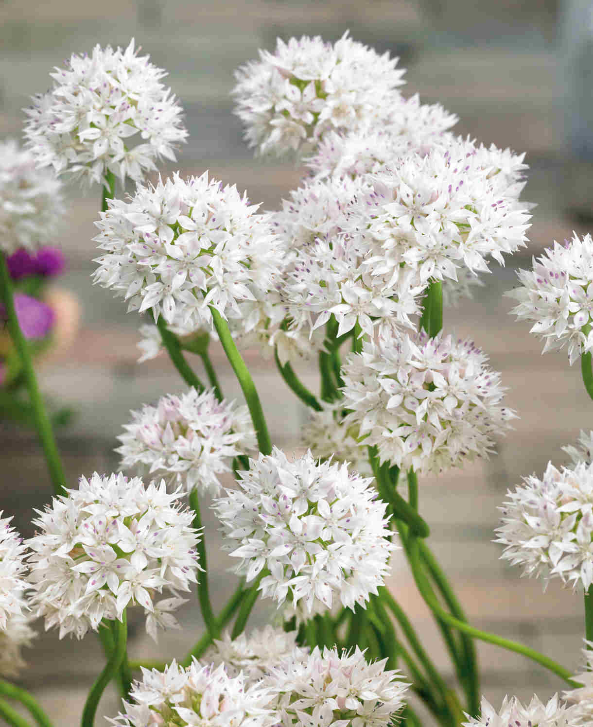Allium Amplectens 'graceful Beauty' - Bulbs | 30 x Bulbs | White