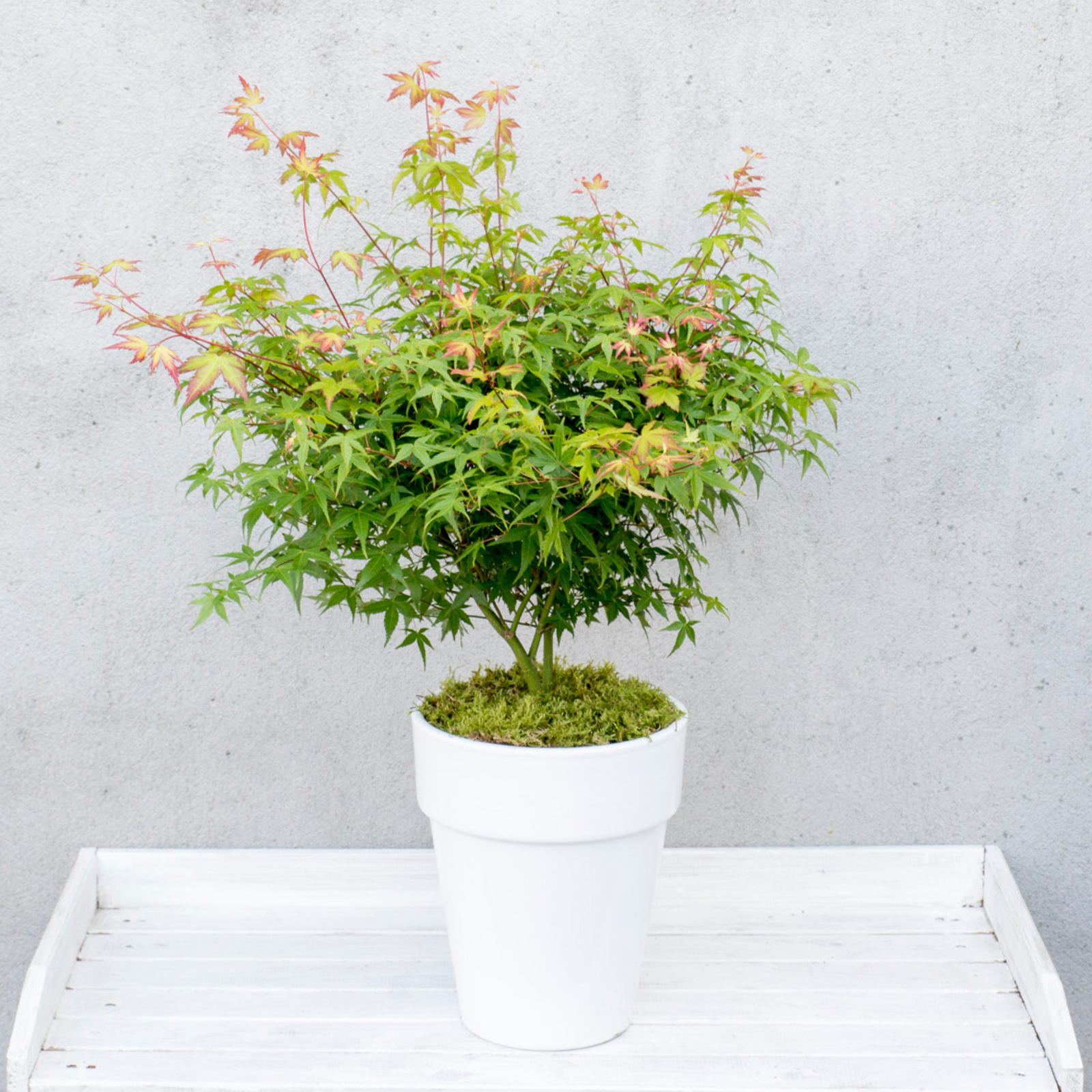 Japanese Maple - Acer Palmatum 'Little Princess' - Height 45-55cm - ⌀19cm | Set of 1 | Green