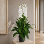 100cm Artificial Cymbidium Orchid Plant Extra Large White Flowers
