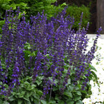 Salvia 'big Blue' – Pollinator-friendly Blue Spikes | 12 x Plug Plants | Blue