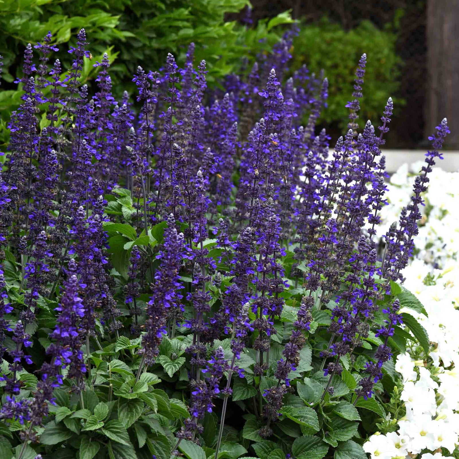 Salvia 'big Blue' – Pollinator-friendly Blue Spikes | 12 x Plug Plants | Blue