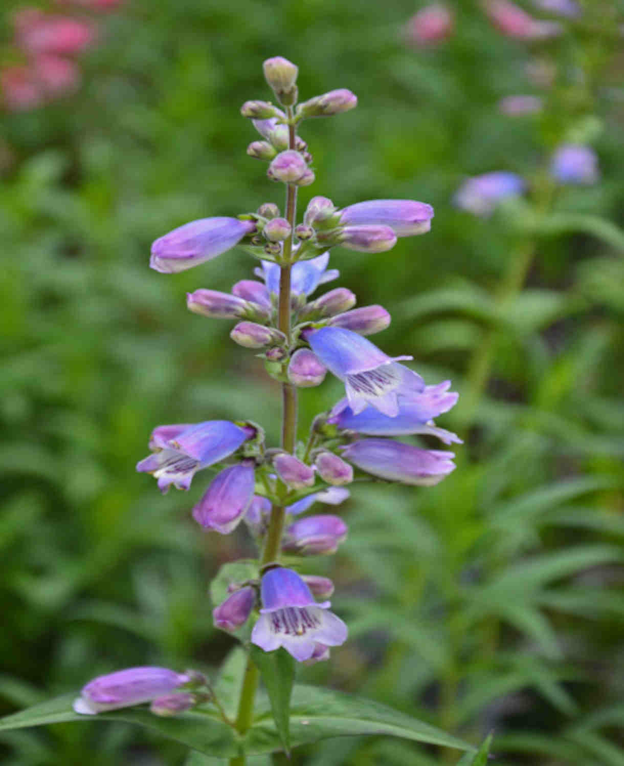 Hayloft Penstemon Purples Collection - 6 Plants In 9cm Pots