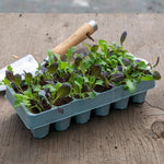 Salad Baby Leaves Oriental Mix | 12 x Plug Plants | Green