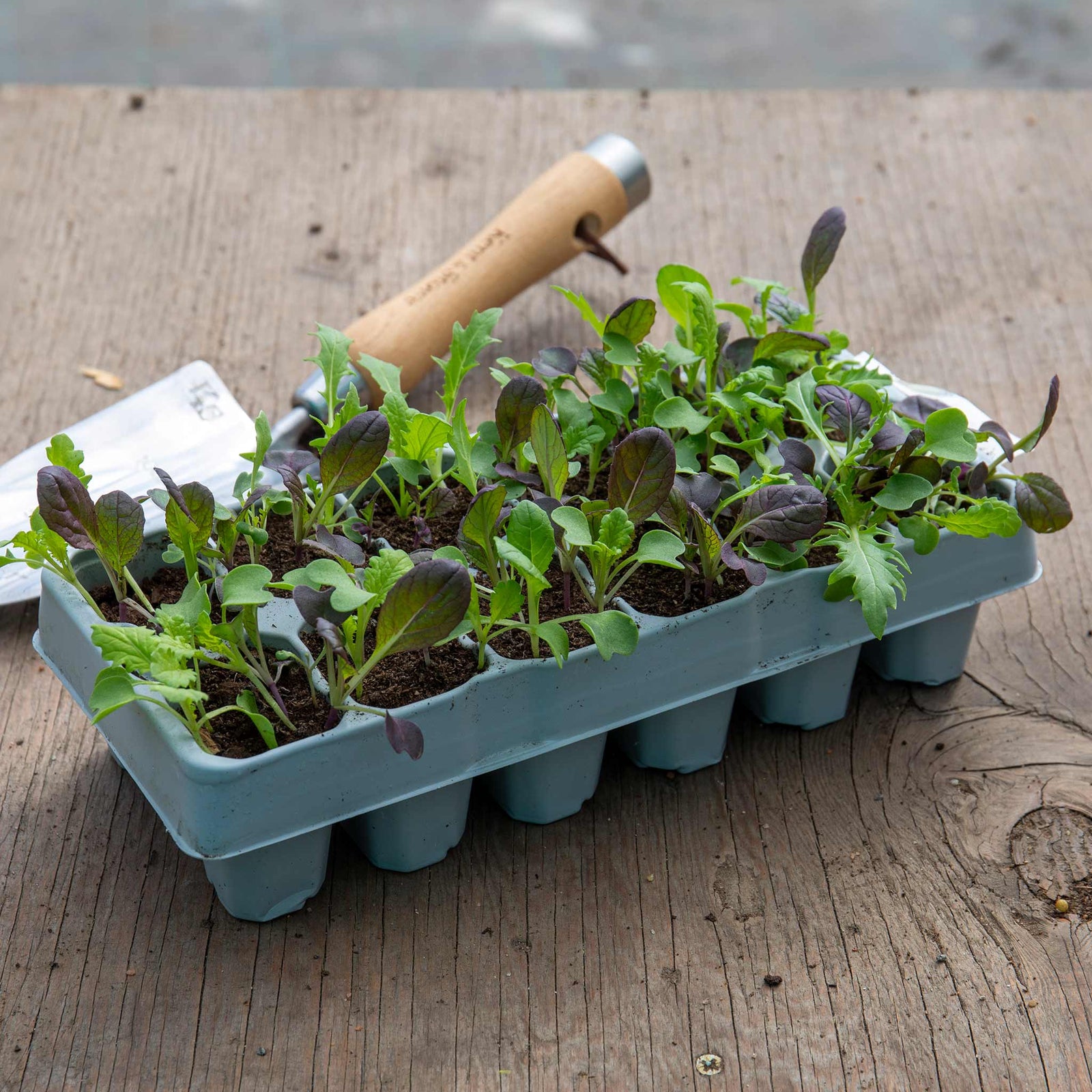 Salad Baby Leaves Oriental Mix | 12 x Plug Plants | Green
