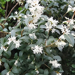 Osmanthus Burkwoodii Fragrant Evergreen Shrub