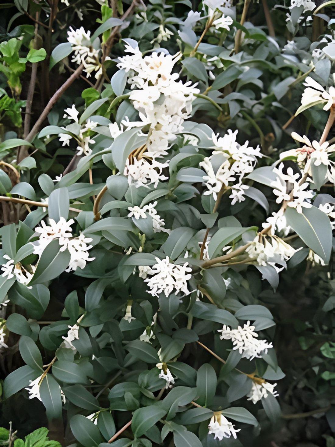 Osmanthus Burkwoodii Fragrant Evergreen Shrub