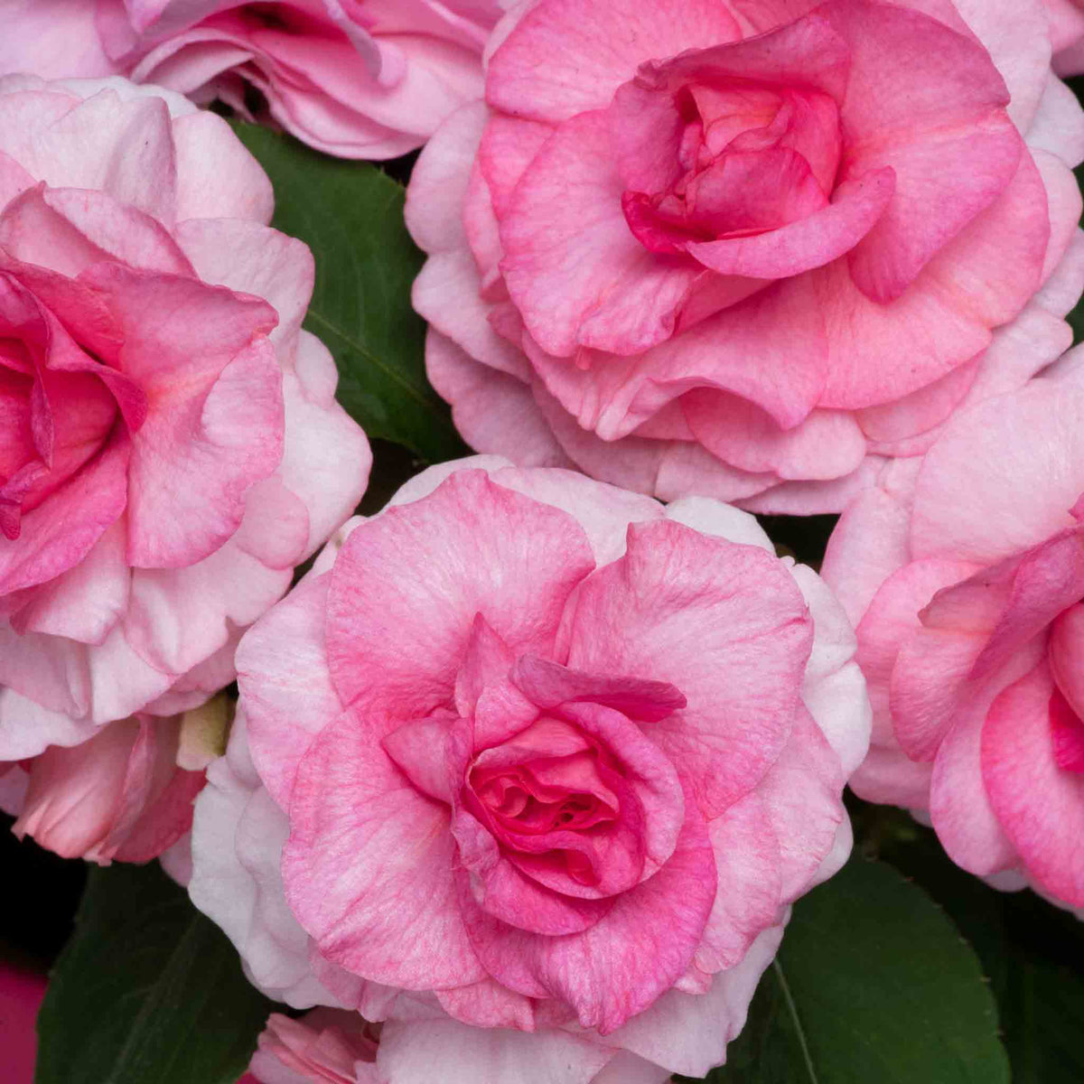 Busy Lizzie 'clockwork' Plant Collection - 6 Or 12 Plug Plants | 12 x Plug Plants | Pink