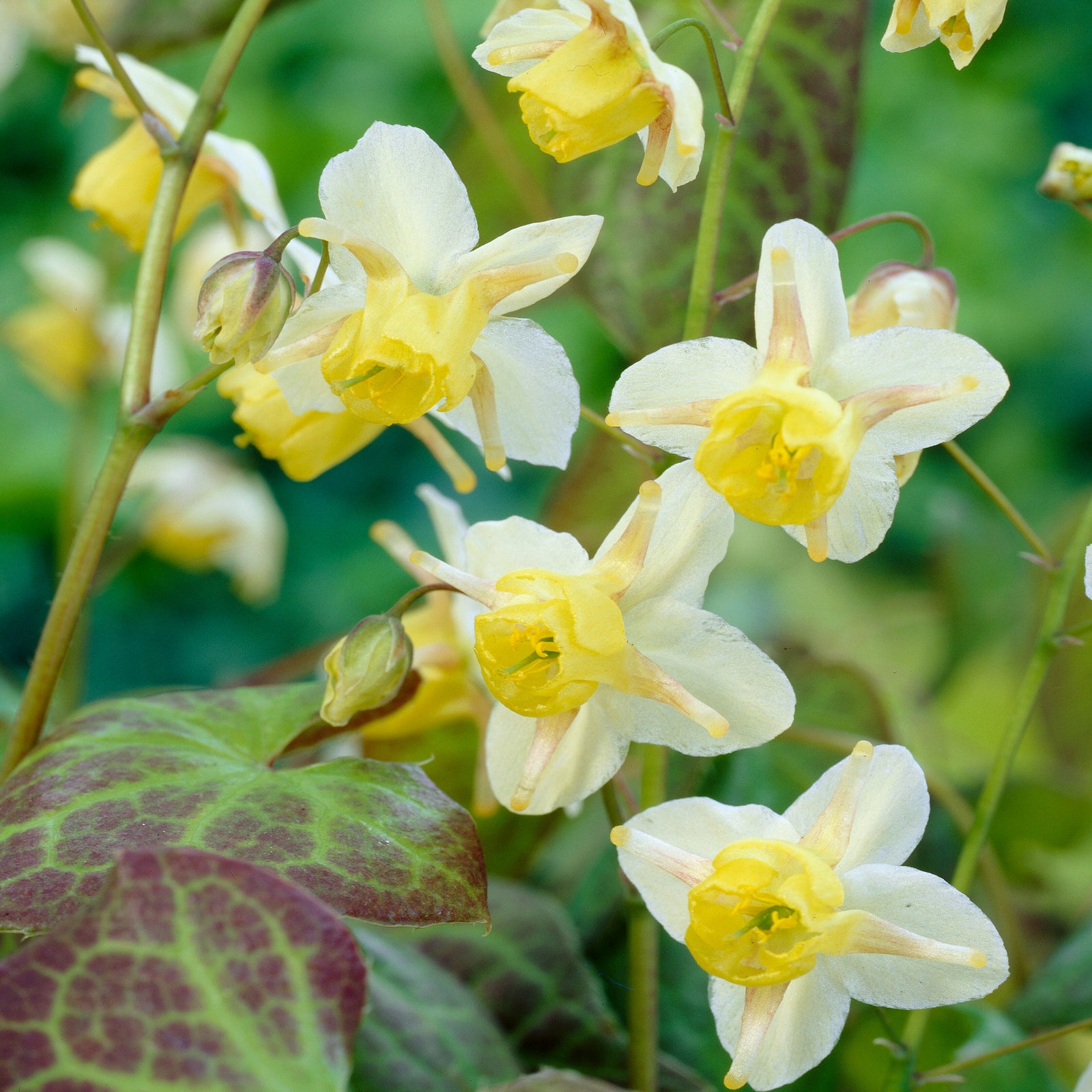 Epimedium X Versicolor Sulphureum - 9cm pots | 1 x 9cm | Yellow