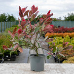 Photinia X Fraseri 'louise' Variegated Evergreen, Compact Hedge And Small Tree | 1 x 9cm | Green & Pink