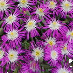 Delosperma Cooperi Solstice Duo - Plug Plants | Set of 4 | Multi