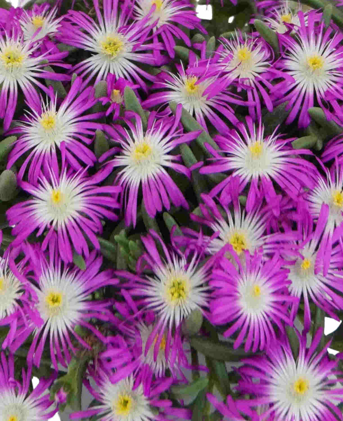 Delosperma Cooperi Solstice Duo - Plug Plants | Set of 4 | Multi