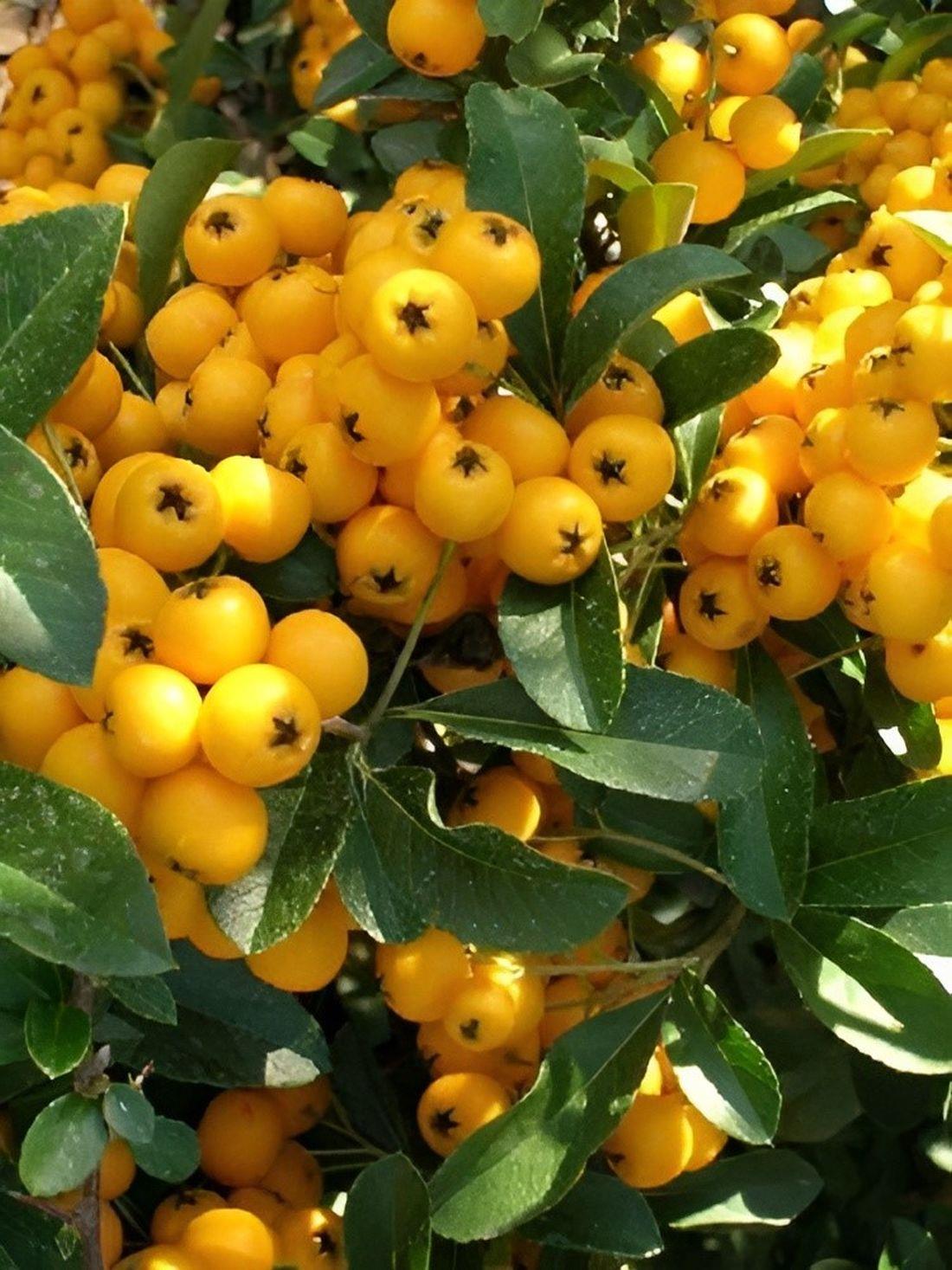 4x 4ft Large Mixed Pyracantha Plants Evergreen Shrubs Potted (4 Colours)