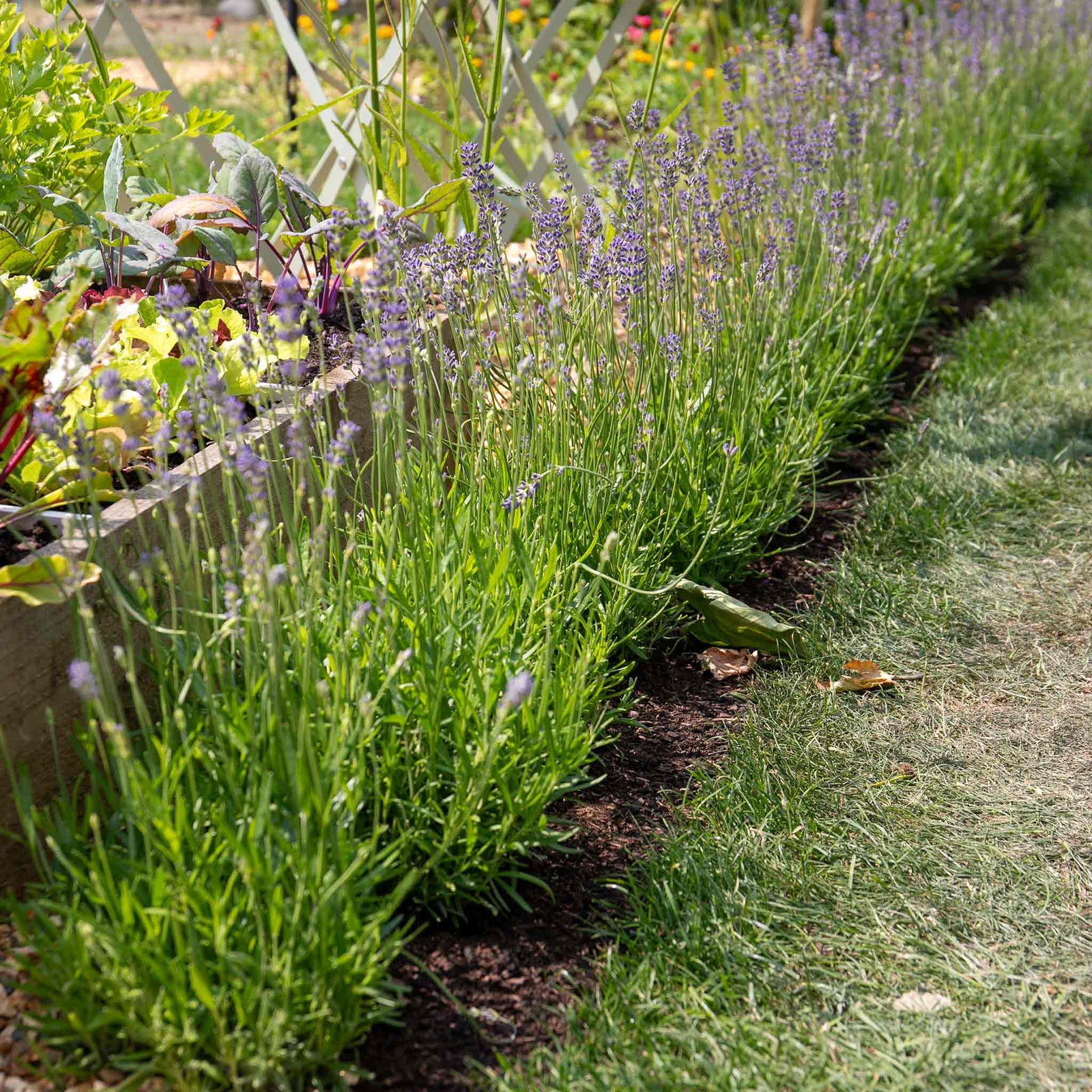 Lavender 'munstead' (3 Plants) - Dwarf Aromatic, 45cm | 3 x Plug Plants