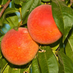 Direct Plants Prunus Persica Diamond Peach Fruit Tree 3ft In A 10 Litre Pot