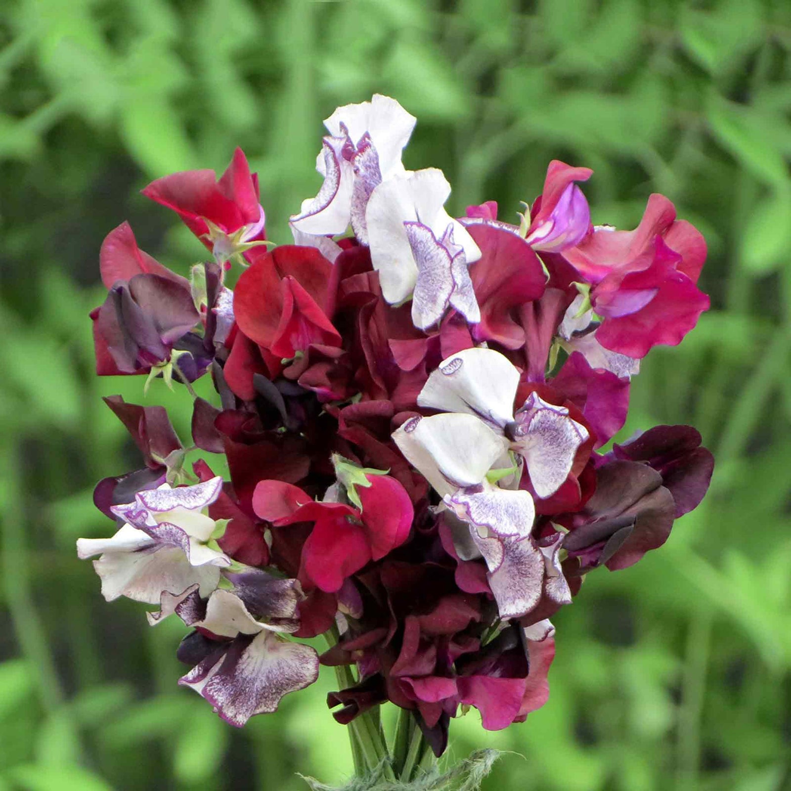 Sweet Pea Midnight Eclipse Mix Seeds | 21 Seeds