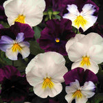 Pansy Cool Wave Mix Berries And Cream | 12 x Plug Plants | White & Purple