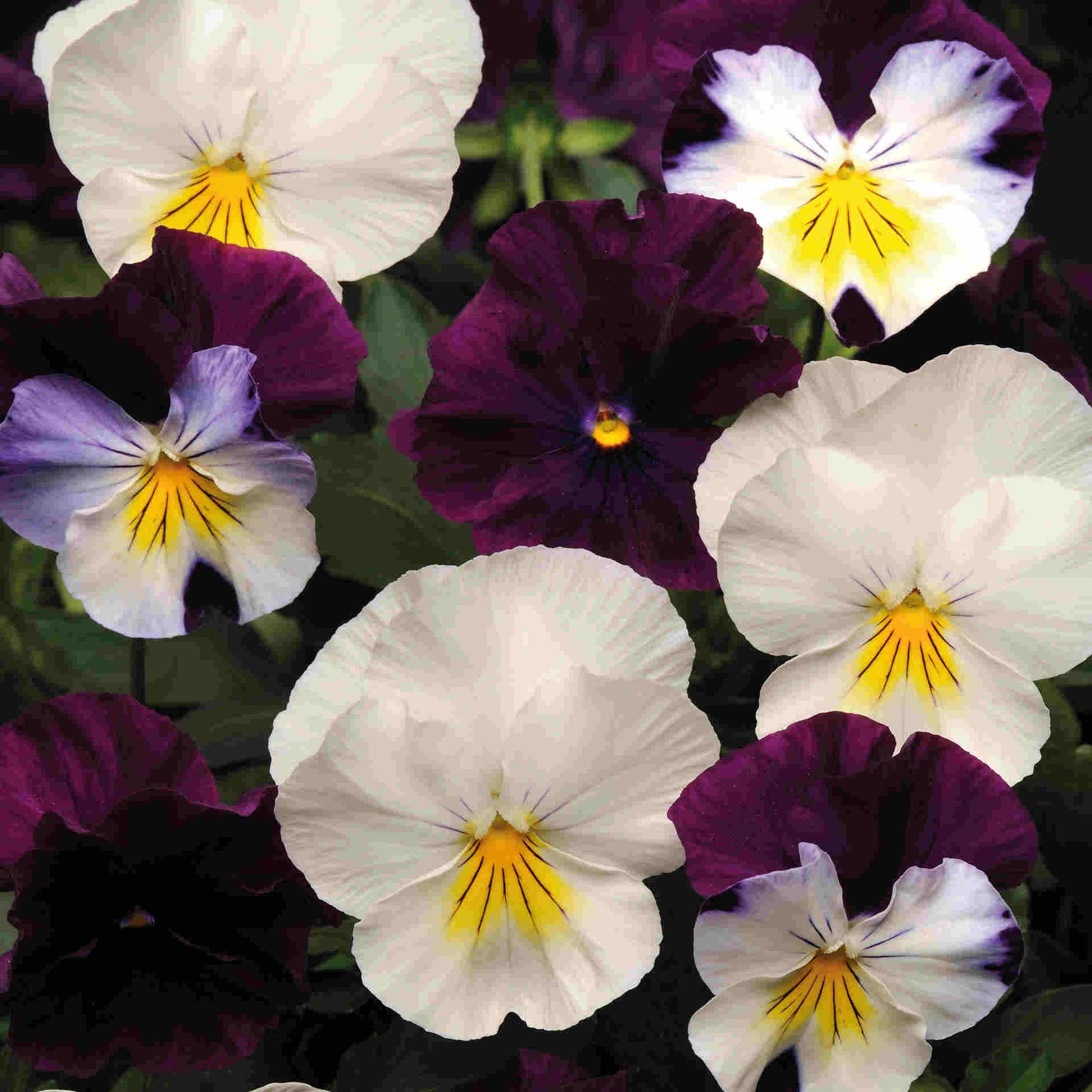 Pansy Cool Wave Mix Berries And Cream - plug plants | 12 x Plug Plants | White & Purple