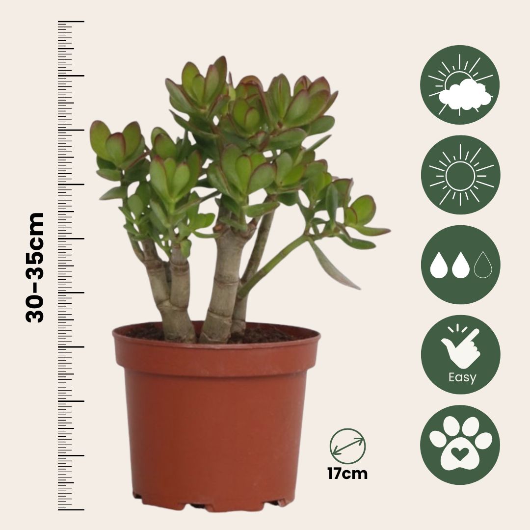 Jade Plant - Crassula Ovata 'minor' - Height 30-35cm - ⌀17cm | Set-of-1 | Green
