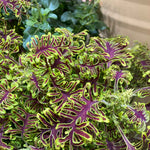 Coleus Skeletal - Maroon & Lime Ferny Foliage | 12 x Plug Plants