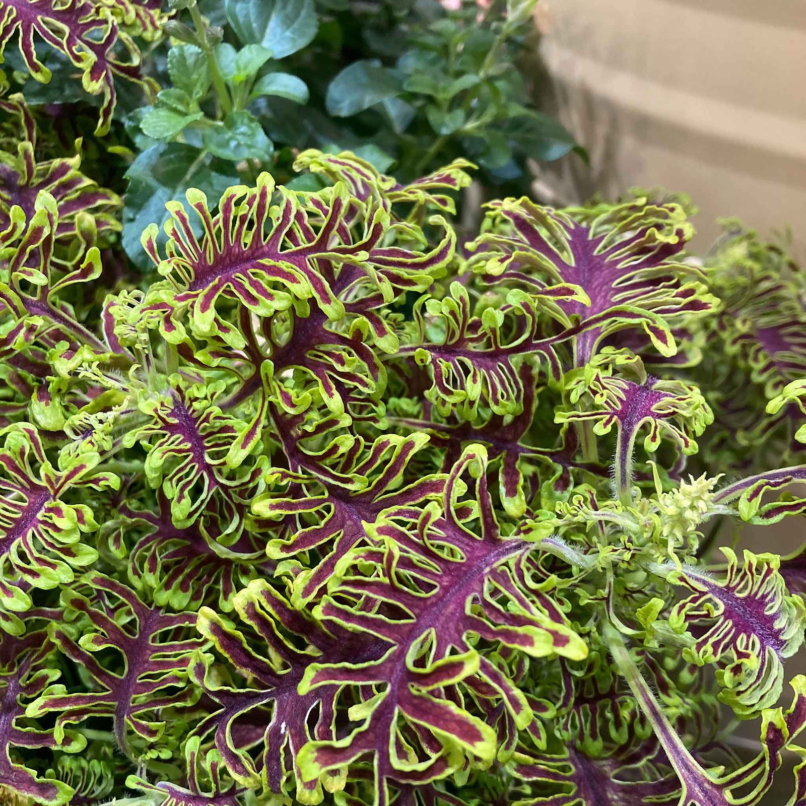 Coleus Skeletal - Maroon & Lime Ferny Foliage | 12 x Plug Plants