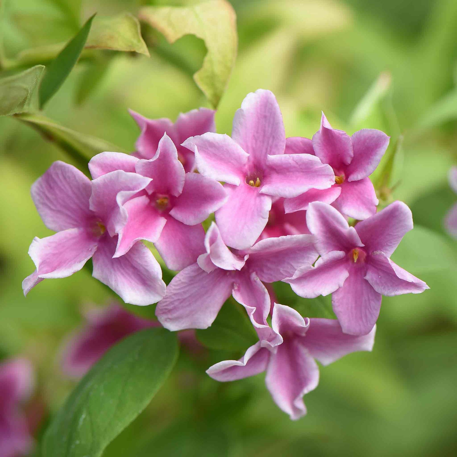Jasminum 'starry Starry Summer Scent' Climbing Jasmine | 1 x 9cm | Pink