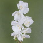 Artificial 46cm Orchid White With Silver Pot
