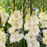 Gladioli Gladdies Trio | Set of 48