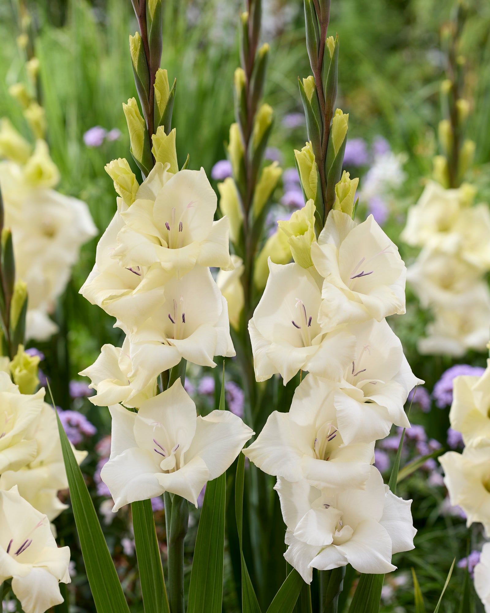 Gladioli Gladdies Trio | Set of 24