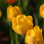 Bumper Bulb Collection - 90 Bulbs