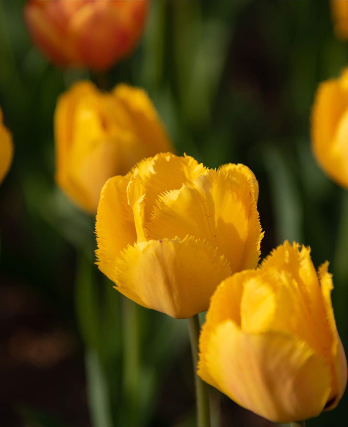 Bumper Bulb Collection - 90 Bulbs