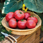 Rose Crush Tomato Seeds | 10 Seeds