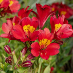 Alstroemeria 'summer Pepper' Compact Hardy Red Perennial Jumbo Plug Plants | Set of 6 | Red
