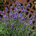 Lavender 'munstead Strain' Compact Fragrant Hardy | 1 x 9cm | Multi