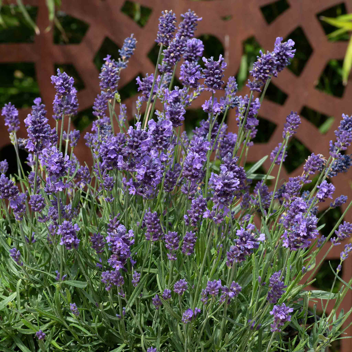 Lavender 'munstead Strain' Compact Fragrant Hardy | 12 x Jumbo Plugs | Multi